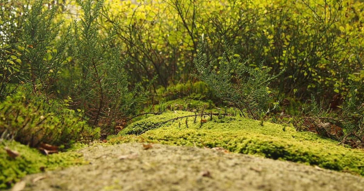 统计模型: Gamma函数