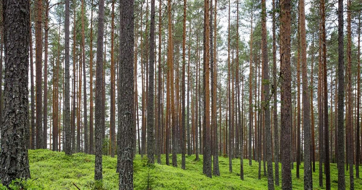 BPE Tokenizer 讲解