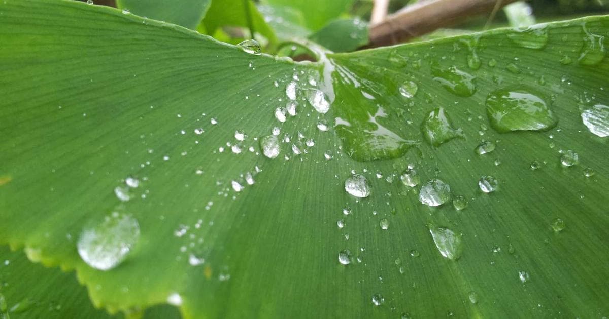 分类问题常用CE而不是MSE