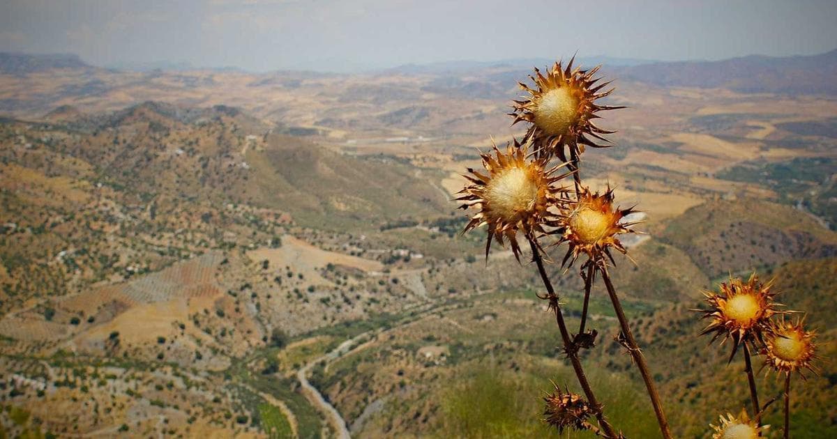 ID3、C4.5和Cart树