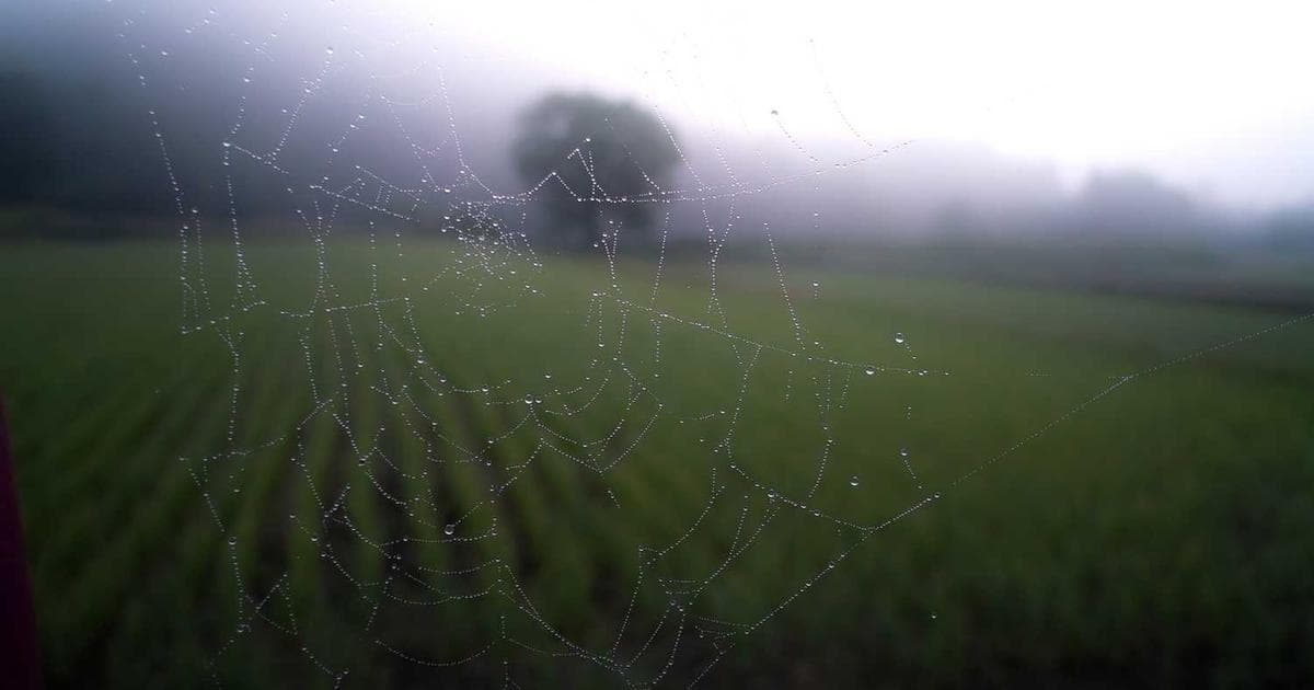 Rust的reqwest：优雅的持久化