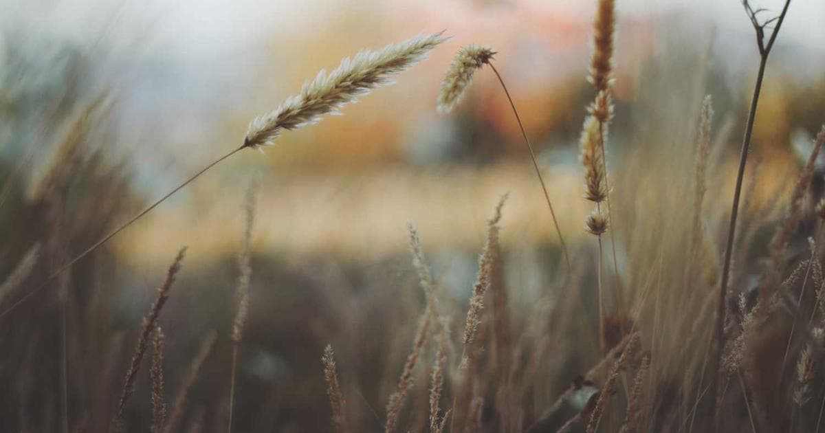 Linux系统文件目录介绍